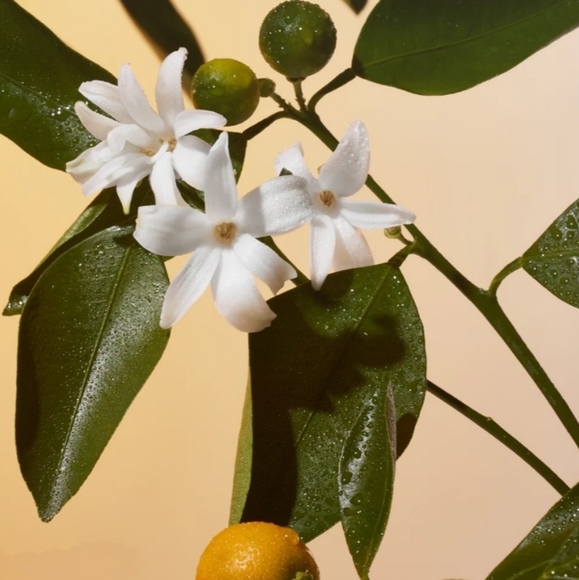 ⭐️ Phlur Solar Power Travel Size - Picture 3 of 4